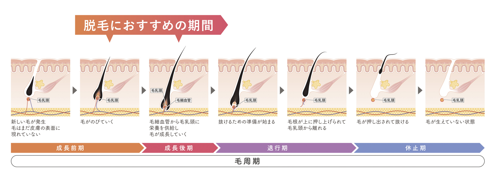 医療脱毛と毛周期の関係とは？効果的な脱毛のために知っておきたい知識を解説- 医療脱毛ならカノアクリニック