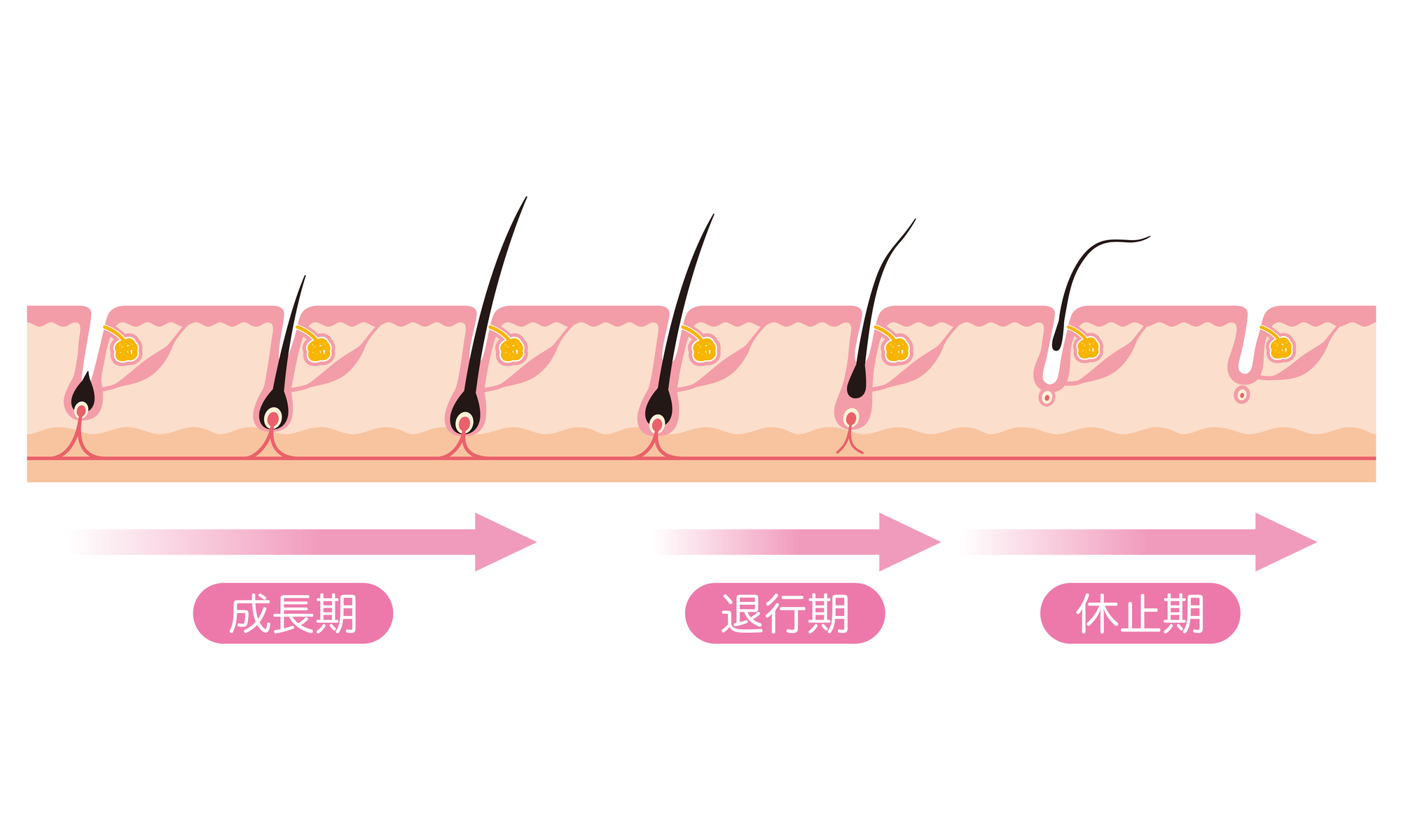 脱毛効果を左右する毛周期とは？　脱毛間隔の目安を部位別に紹介　- 医療脱毛ならカノアクリニック